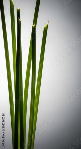 Delicate, vibrant green stalks stand tall, emphasizing their slenderness and conveying a sense of profound, natural freshness, slender, fresh, minimalist