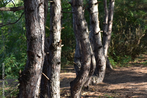 Pine forest in summer, tree trunk texture close up