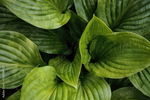 Top-down close-up view of a dense cluster of green hosta leaves. Broad, heart-shaped leaves overlap each other, showing pronounced parallel veins and subtle