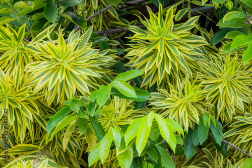 The green plant in the garden