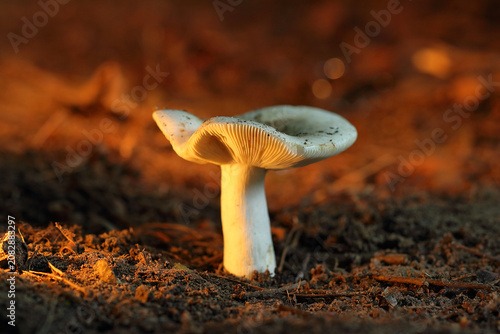 A russula mushroom in the forest