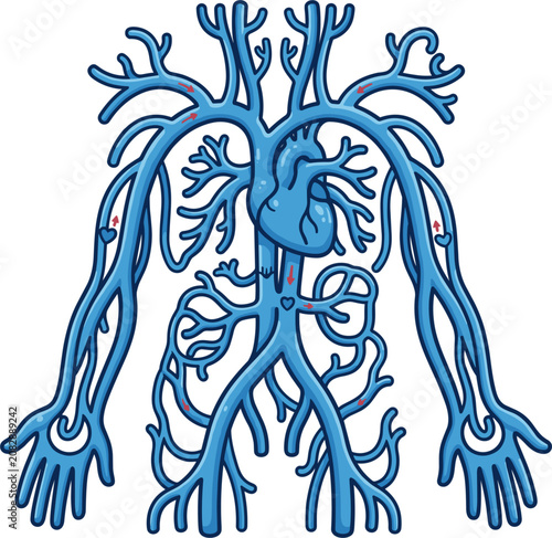 Stylized illustration of the human circulatory system, heart and major veins in blue with red accents, graphic representation