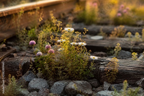Photos Wildflowers growing between weathered railway sleepers at golden hour