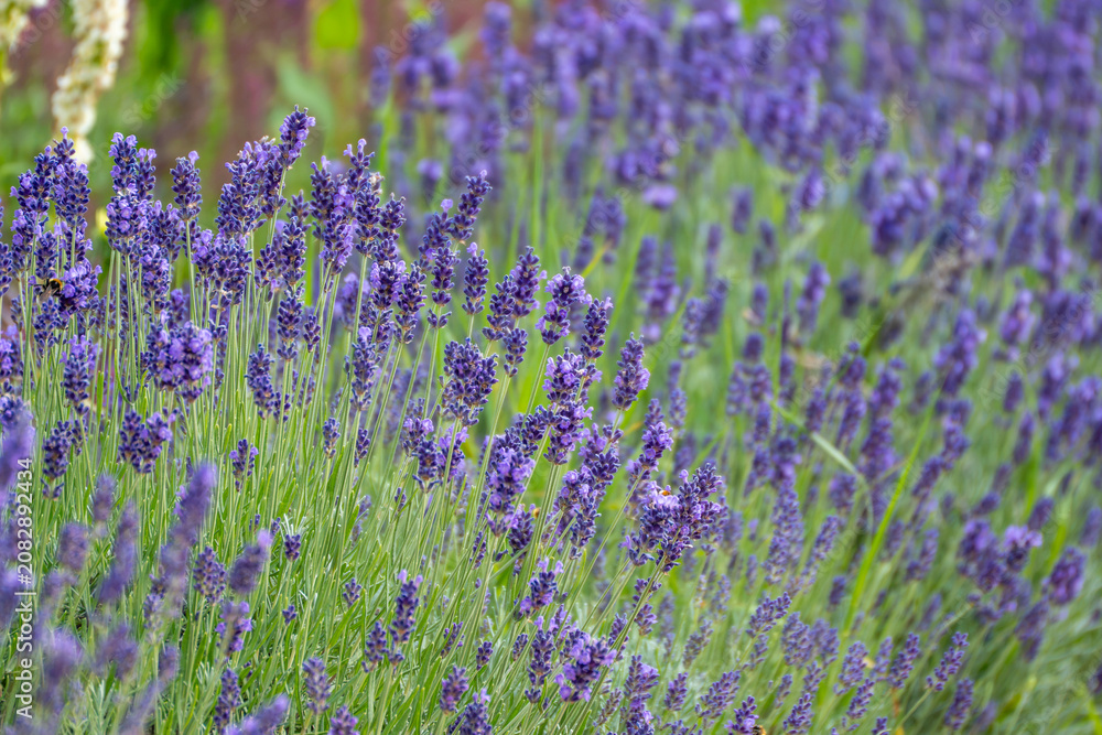 Obraz premium Close view of blooming lavender Lavandula angustifolia flowers. Purple blossoms fill a vibrant ornamental garden.
