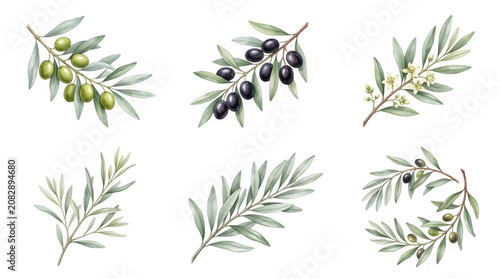 Collection of Olive Branches with Green and Black Olives on transparent background