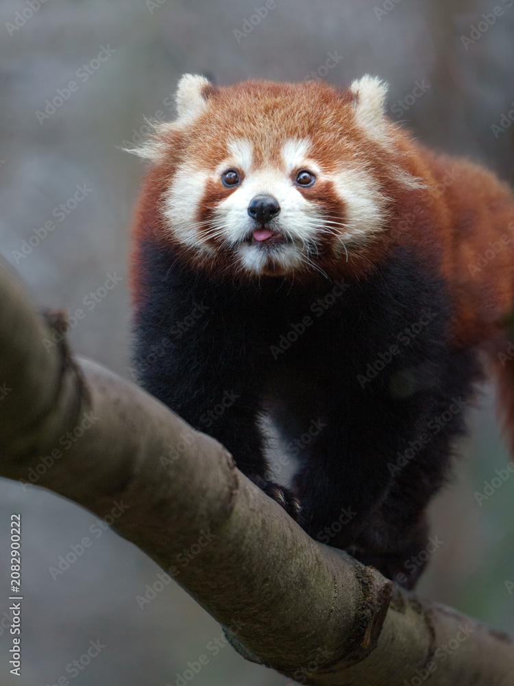 Fototapeta premium Red panda
