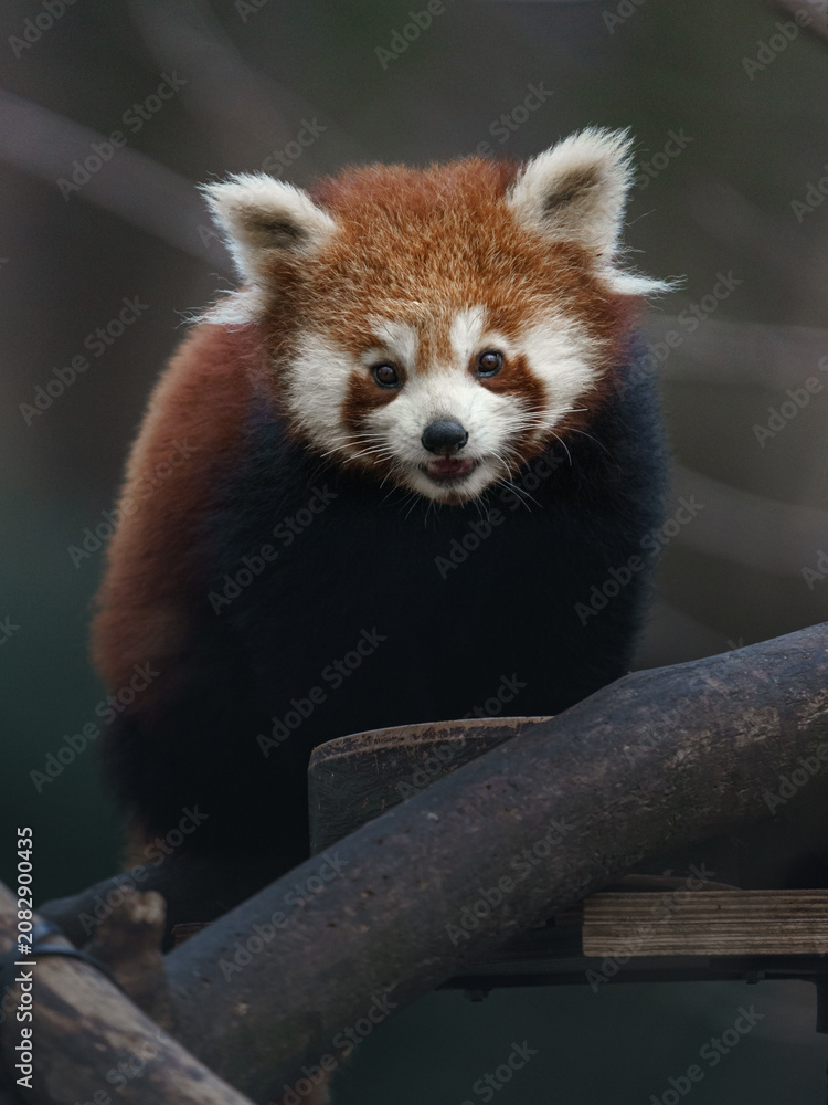 Fototapeta premium Red panda