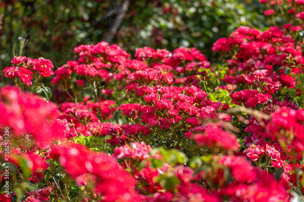 Fototapeta premium Bright red Rosa roses bloom across a vibrant summer garden. Dense floral clusters create a colorful botanical landscape.