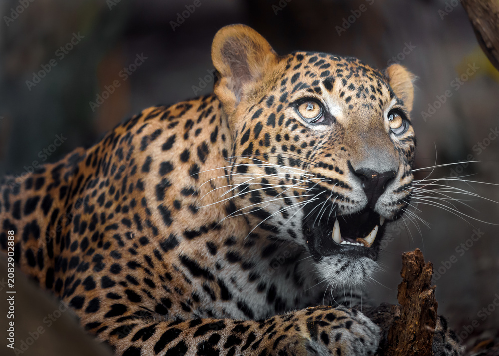 Obraz premium Sri lankan leopard