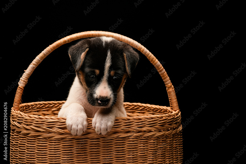 Obraz premium Small puppy dog in hand made wicker basket with cute face