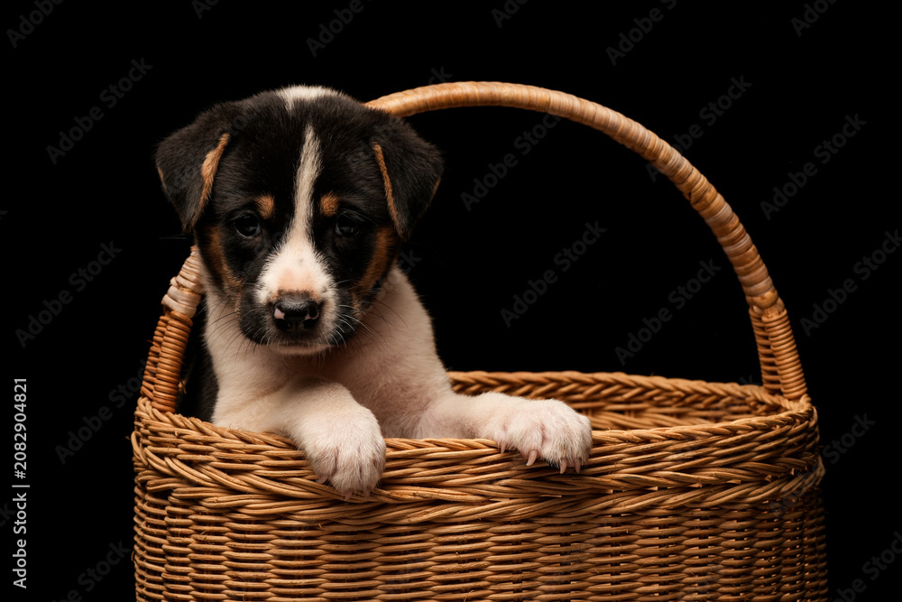 Obraz premium Small puppy dog in hand made wicker basket with cute face