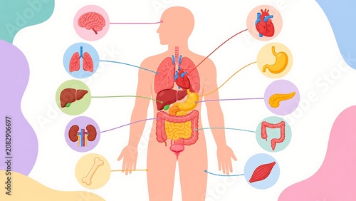 Human Anatomy Diagram for Healthcare and Science Education