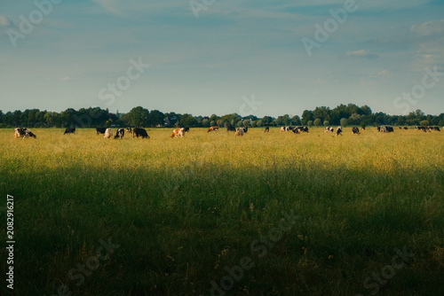 Fotografie Herd of dairy cows grazing in a wide green pasture on a sunny summer day