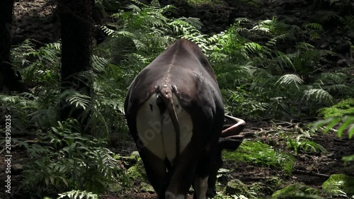 a javanese bull or buffalo, its rear end looks like it has a white pattern, its tail is moving
