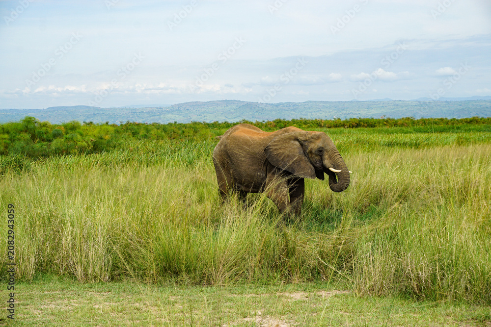 Fototapeta premium African elephant walking through tall savanna grass, showcasing wildlife in a natural African landscape with open plains, green vegetation, and a serene wilderness atmosphere.