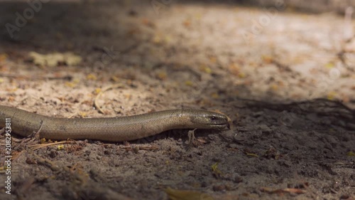 Ground Level Shot of Slow Worm Lizard Crawling in Forest. Cinematic 4K footage perfect for cinematic nature documentaries, biology lessons, and environmental storytelling.