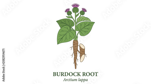 Detailed botanical illustration of a burdock plant, showcasing its prominent root system, large green leaves, and distinctive purple flower, perfect for herbal medicine and natural health concepts