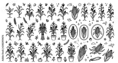 Εκτύπωση καμβά Black and white corn plant illustrations with various insects and garden element