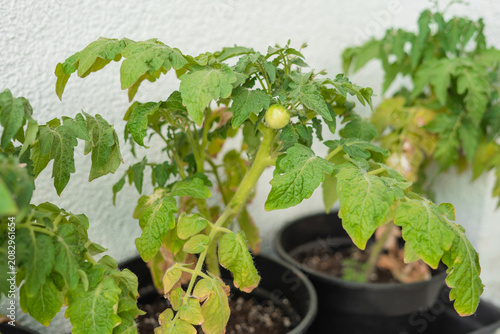Tomato plant with yellow leaves and wilted stems in black pots  