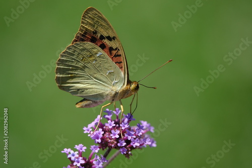 the beautiful cardinal butterfly (Argynnis pandora)