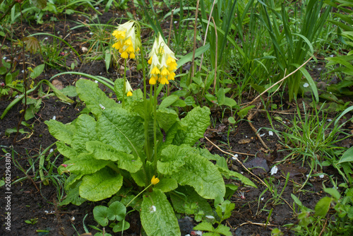 Foto Yellow nodding bell-shaped flowers of cowslip primrose in April