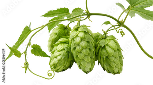 Fresh green hop cones with leaves and vine on a clean white background, perfect for beer brewing, craft beer, and botanical concepts.