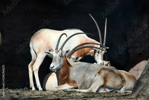 Foto Beautiful scimitar oryx antelopes with long, curved horns resting in a shadow against a contrasting bright background, creating an elegant wildlife composition