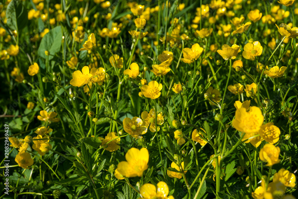 Fototapeta premium Full-frame background of yellow buttercup flowers with green leaves. Great for cheerful spring backgrounds, meadow textures, and floral pattern designs.