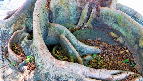Konstfotografi Large ficus