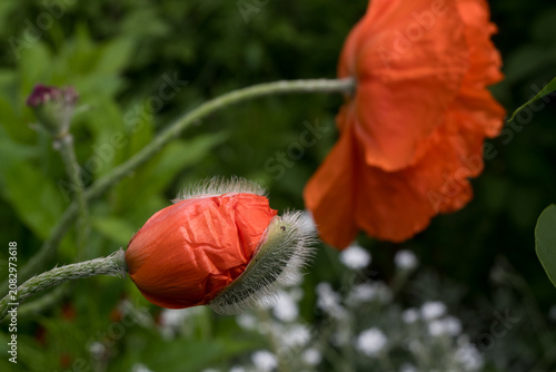 Fényképezés Vertical close-up of a fuzzy green and orange poppy bud just before opening, with a blurred full bloom in the background