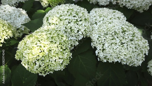 White flowers of the Annabelle tree hydrangea blooming in a summer garden