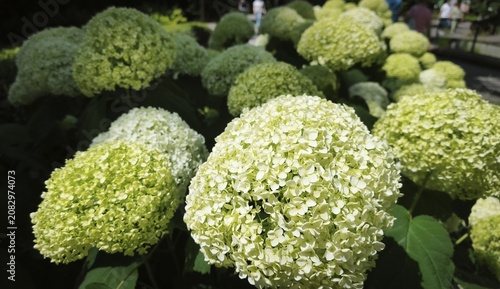 White flowers of the Annabelle tree hydrangea blooming in a summer garden