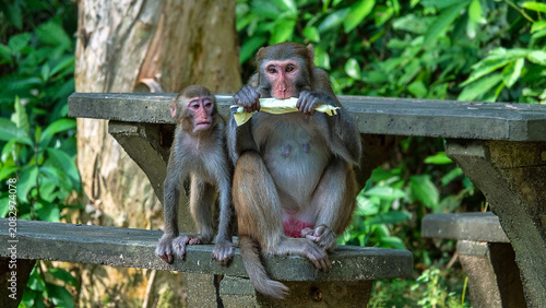Foto Rhesus monkeys in Hong Kong