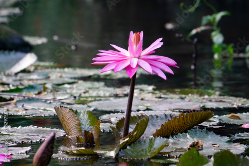 A lotus flower blooms on the pond