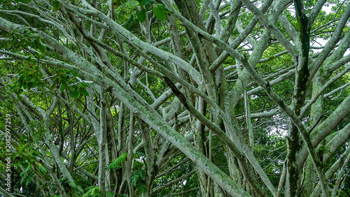 Εκτύπωση καμβά Fernery, pluviifruticeta