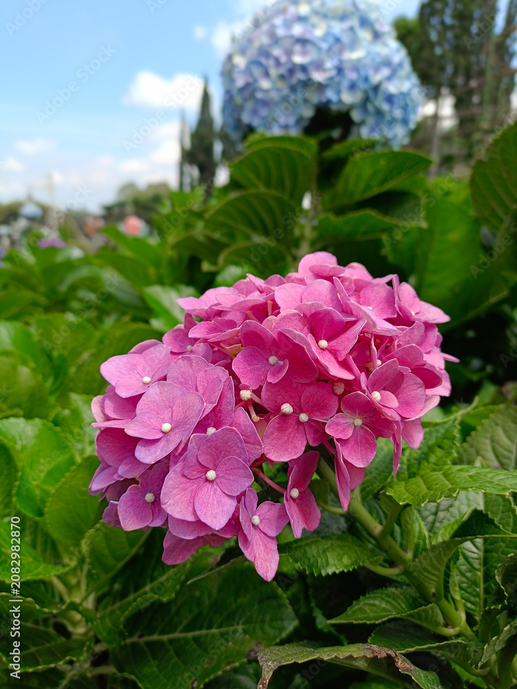 Fototapeta premium Beautiful pink hydrangea flowers blooming in a lush garden with green foliage and soft bokeh background, perfect for nature, spring, summer, and floral themes.