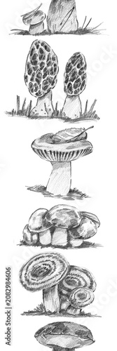 Vertical seamless repeating border with morels, russula, slippery jacks, milk caps, and a Polish bolete. Great for educational mushroom prints, foraging guides, and woodland wallpaper