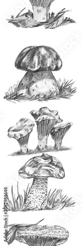 Vertical seamless repeating border featuring porcini, chanterelles, aspen bolete, and milk cap. Ideal for rustic menu headers, forest-themed wallpaper, and foraging blog borders.