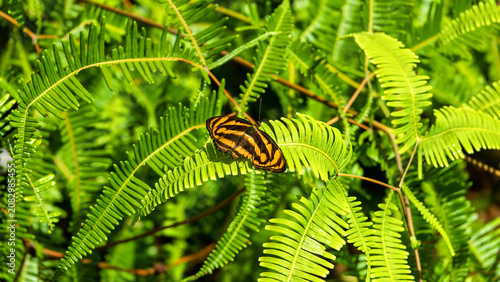 Canvastavla Pantoporia hordonia nymphalid butterfly, common lascar butterfly like tiger sits