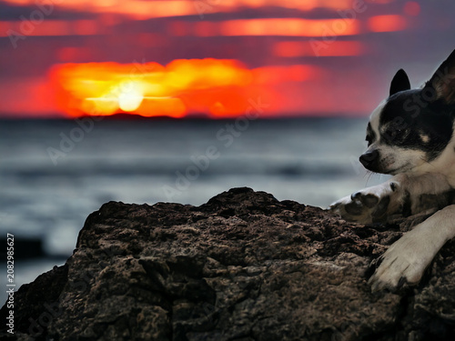 Peaceful Dog Relaxing on Rocks at Stunning Ocean Sunset