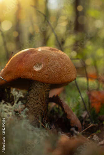 Obraz na plátne Close-up of an orange forest mushroomred-capped scaber stalk growing in a green