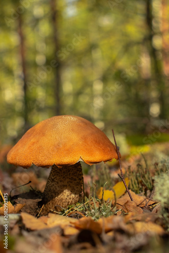 Fotografija Orange red-capped scaber stalk mushroom growing on forest floor in soft natural