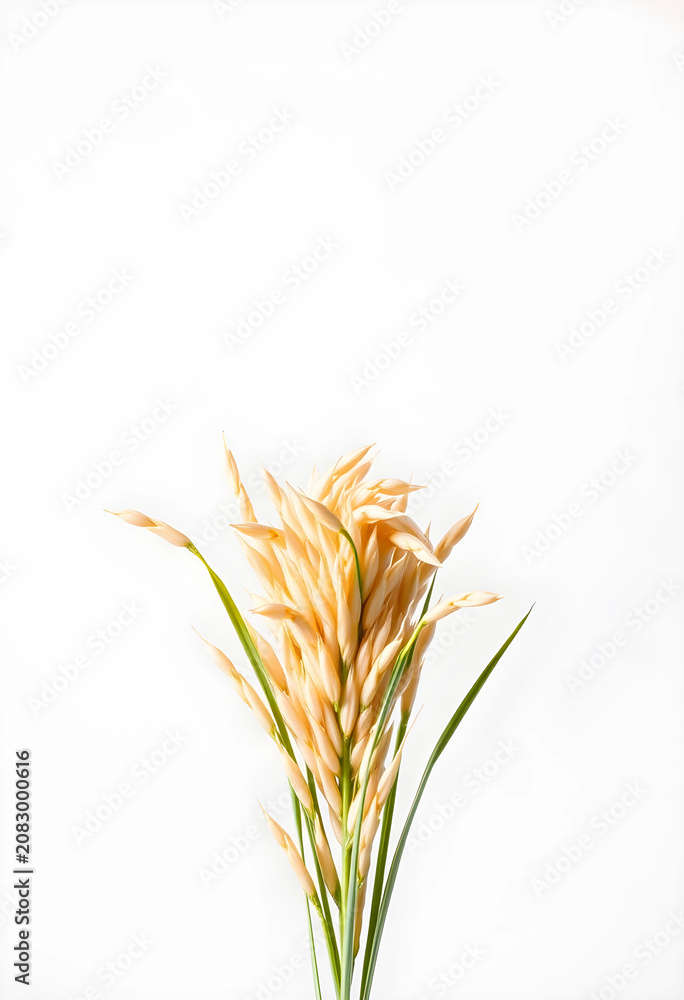 Fototapeta premium Close-up of rice plant spikelets on white background