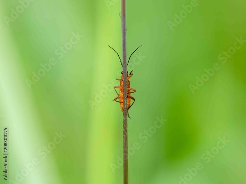Nature Background Rhagonycha fulva, the common red soldier beetle  hiding behind a stalk