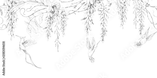 Fotografie Blooming wisteria raceme in foliage, slender tendrils, hummingbirds in flight, graceful garden vine