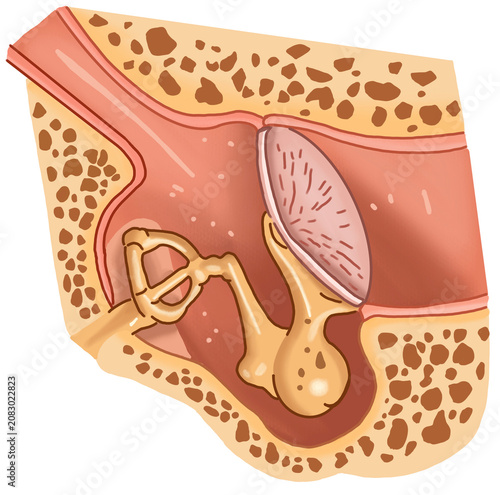 Quadro su tela Human Ear Anatomy and Middle Ear Illustration