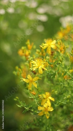 Common St. John's wort (Hypericum perforatum)
