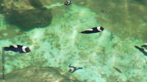 slow motion of saddleback clownfish or yellowfin anemonefish (Amphiprion polymnus) swimming in water