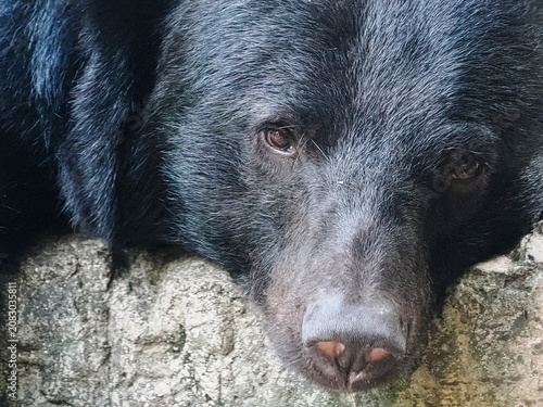 Foto ツキノワグマの顔のアップ