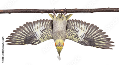 Cockatiel bird hanging upside down with wings spread open isolated on transparent background, funny pet behavior, cockatiel bat birding posture, cut out animal PNG
